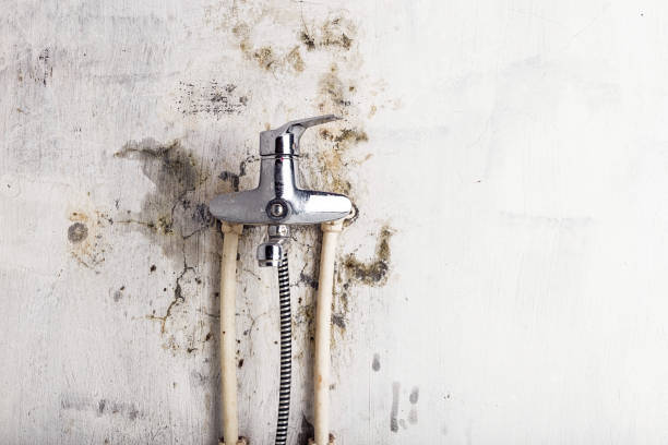 Best Certified Mold Removal  in Baldwin, LA