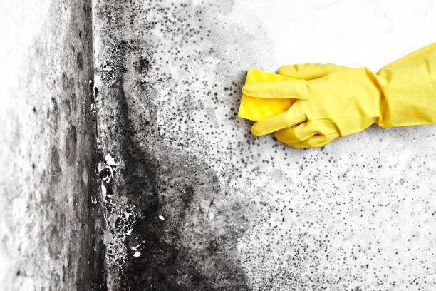 Best Toxic Mold Removal  in Baldwin, LA