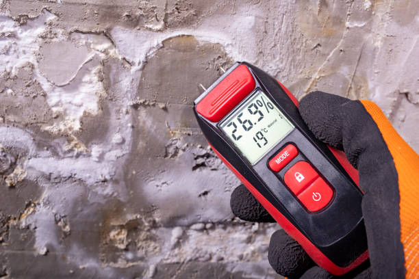 Best Same-Day Mold Removal  in Baldwin, LA