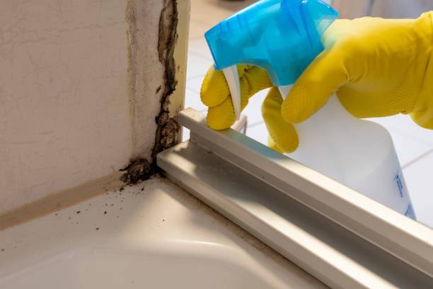 Best Black Mold Removal  in Baldwin, LA