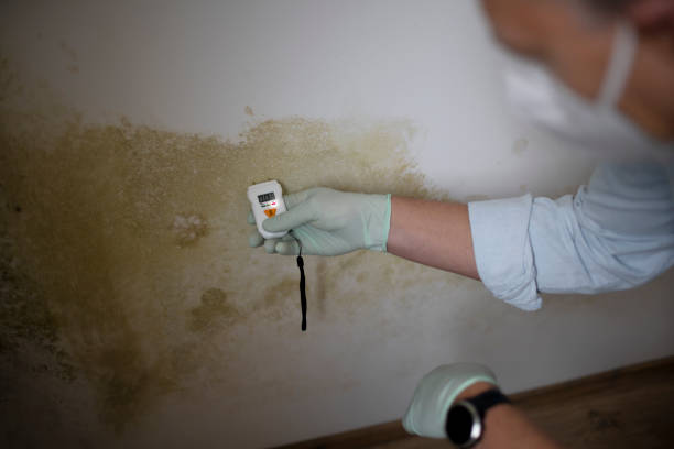 Best Emergency Mold Removal  in Baldwin, LA