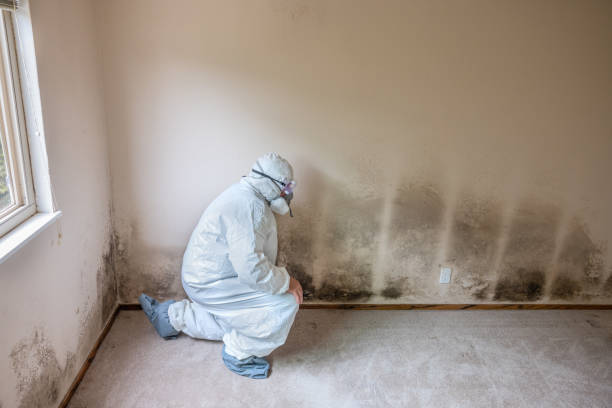Home Mold Removal in Baldwin, LA