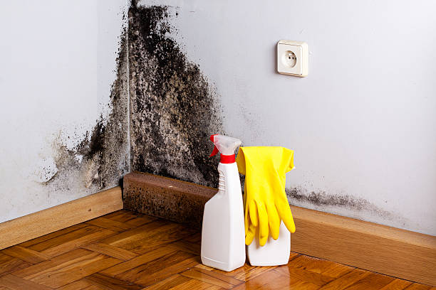 Best Mold Removal Company Near Me  in Baldwin, LA