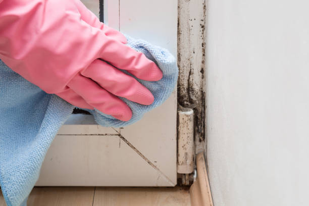 Best Home Mold Removal  in Baldwin, LA