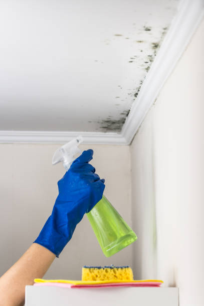 Best Professional Mold Removal  in Baldwin, LA