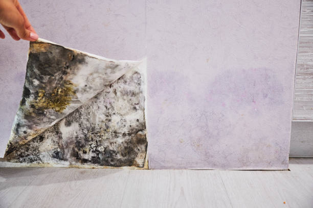 Mold Testing and Removal in Baldwin, LA